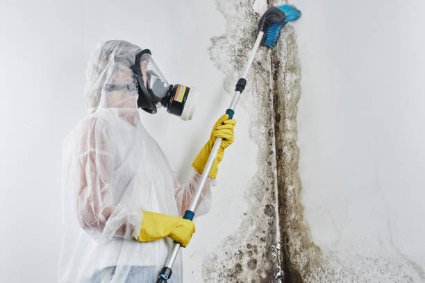 Best DIY Mold Remediation Support Services in Calhoun, GA