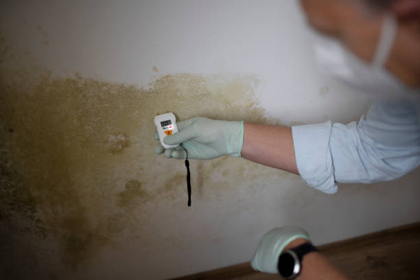 Best Mold Testing and Inspection Services in Calhoun, GA