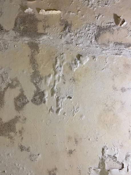 Best Basement Mold Remediation in Calhoun, GA