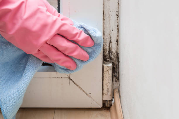 Best Black Mold Remediation in Calhoun, GA