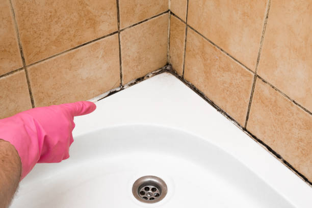 Best White Mold Remediation in Calhoun, GA